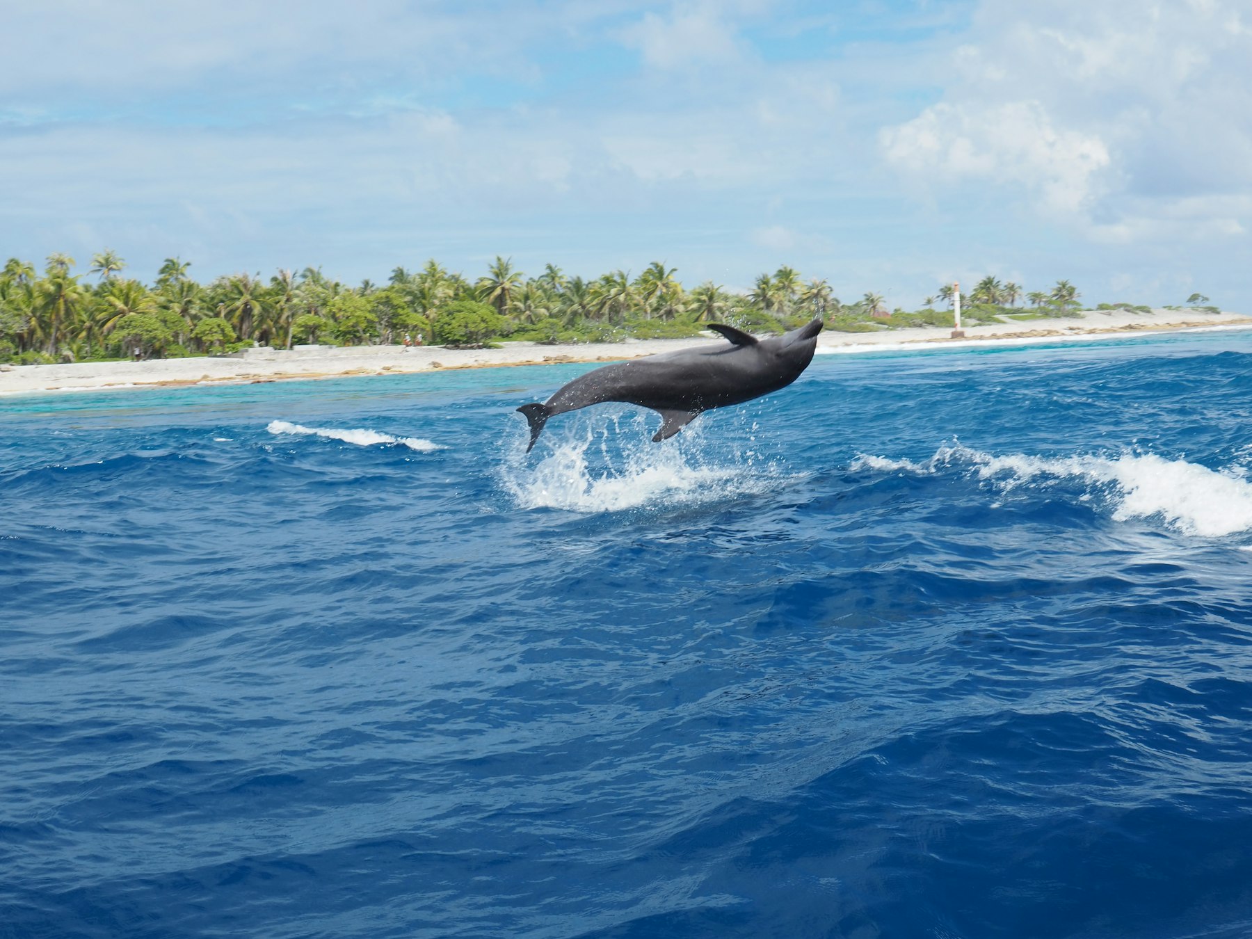 Dolphin jumping out of the water near a tropical shoreline